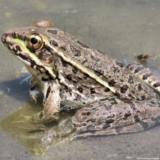 Donation - Help Restore Desert Rivers For Critters That Depend On Them!