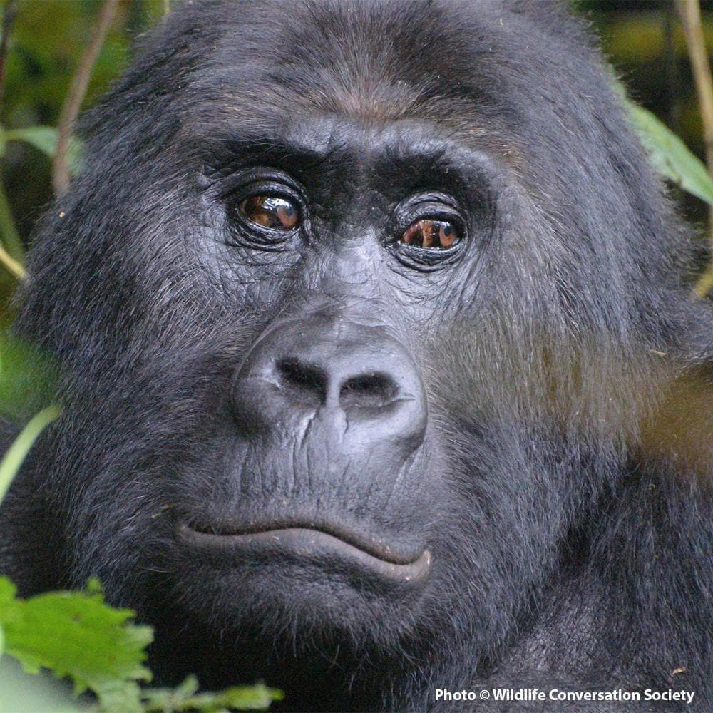 Donation - Help Save Great Apes From Extinction