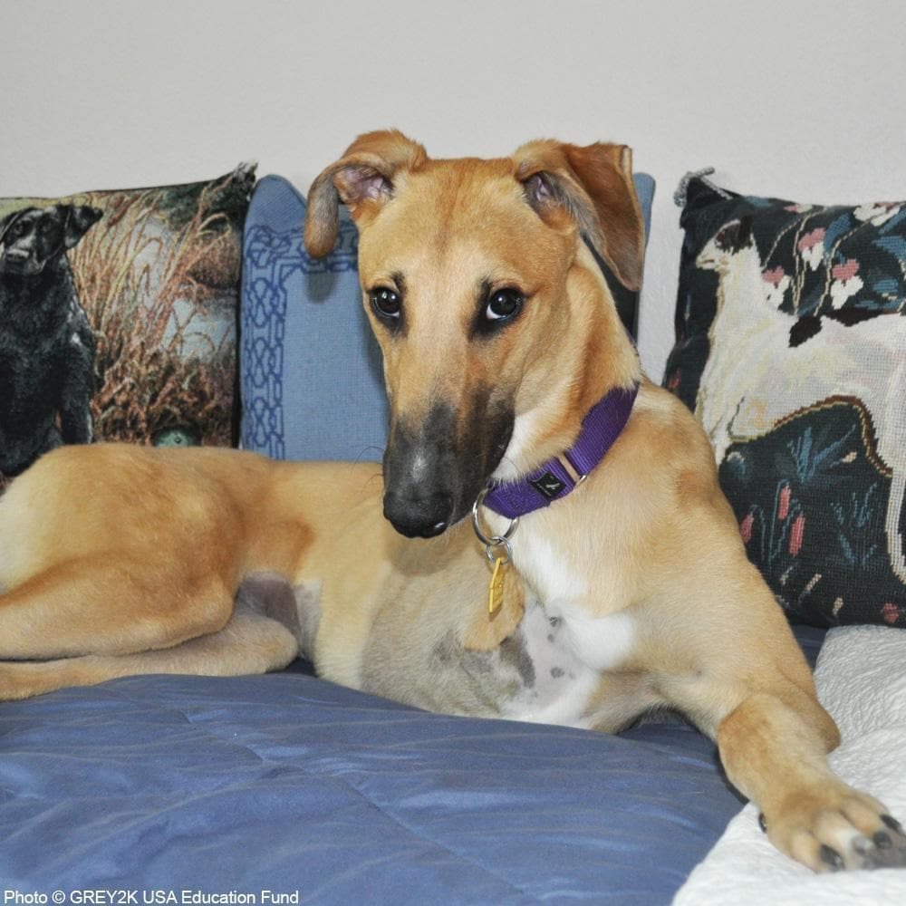 Donation - Help Save Greyhounds From The Racetrack