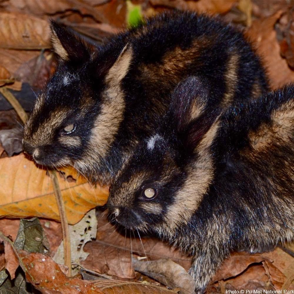 Donation - Help Save Vietnam's Rarest Mammals