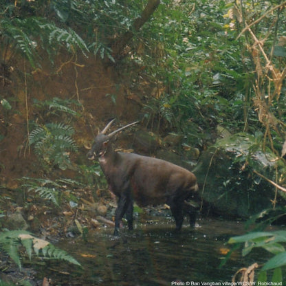 Donation - Help Save Vietnam's Rarest Mammals