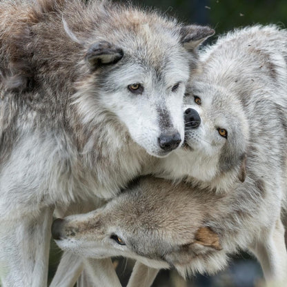 Donation - Help Save Wolves In The American West!