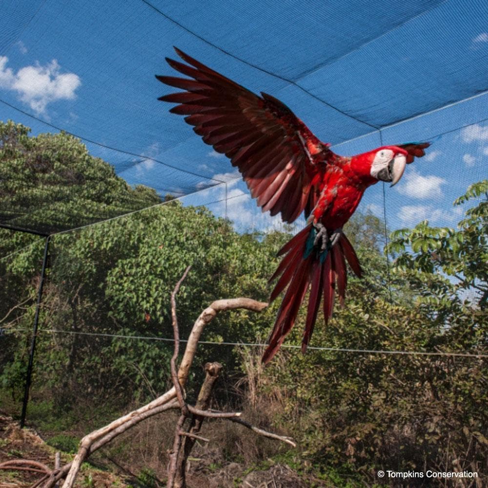 Donation - Help The Green-Winged Macaw Fly Again!