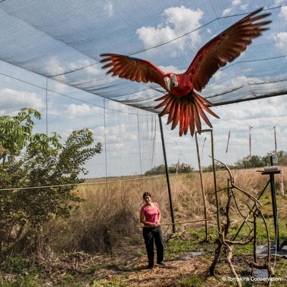 Donation - Help The Green-Winged Macaw Fly Again!