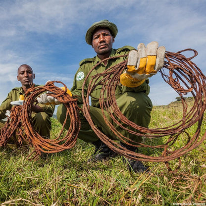 Donation - Keep Animals Safe: Remove Poachers' Snares