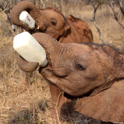 Donation - Orphaned Baby Elephants Emergency