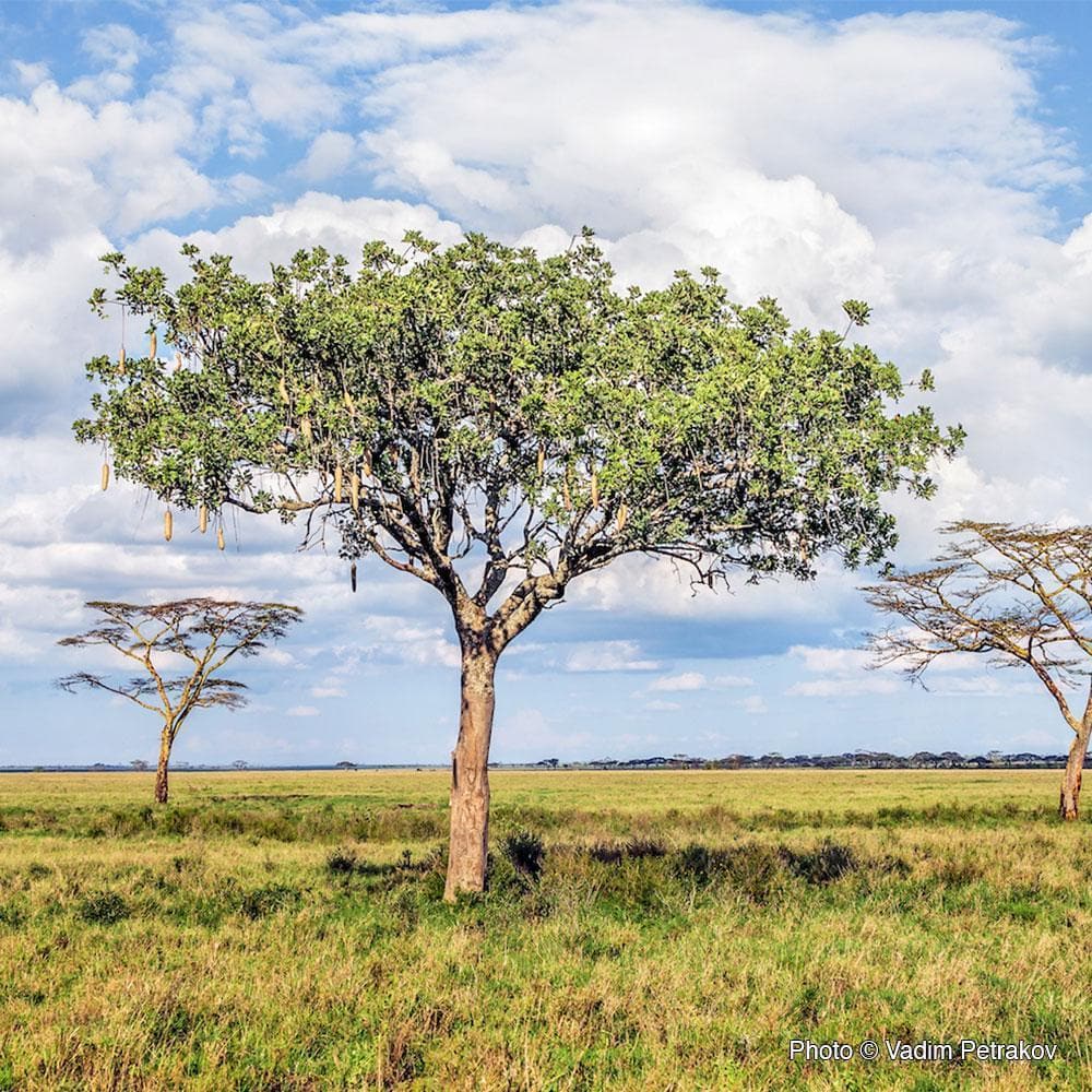 Donation - Plant A Tree