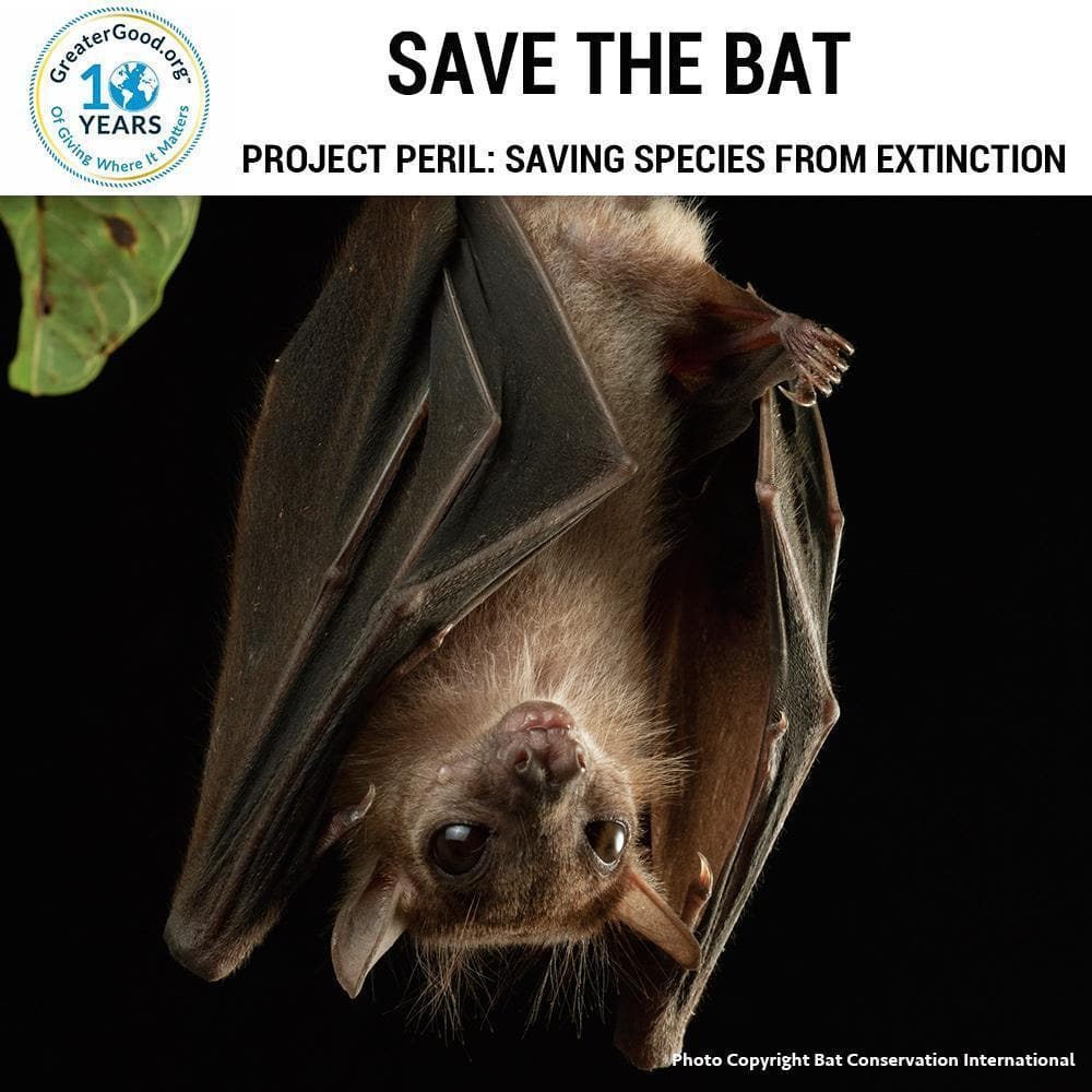 Donation - Project Peril: Help Save The Bat