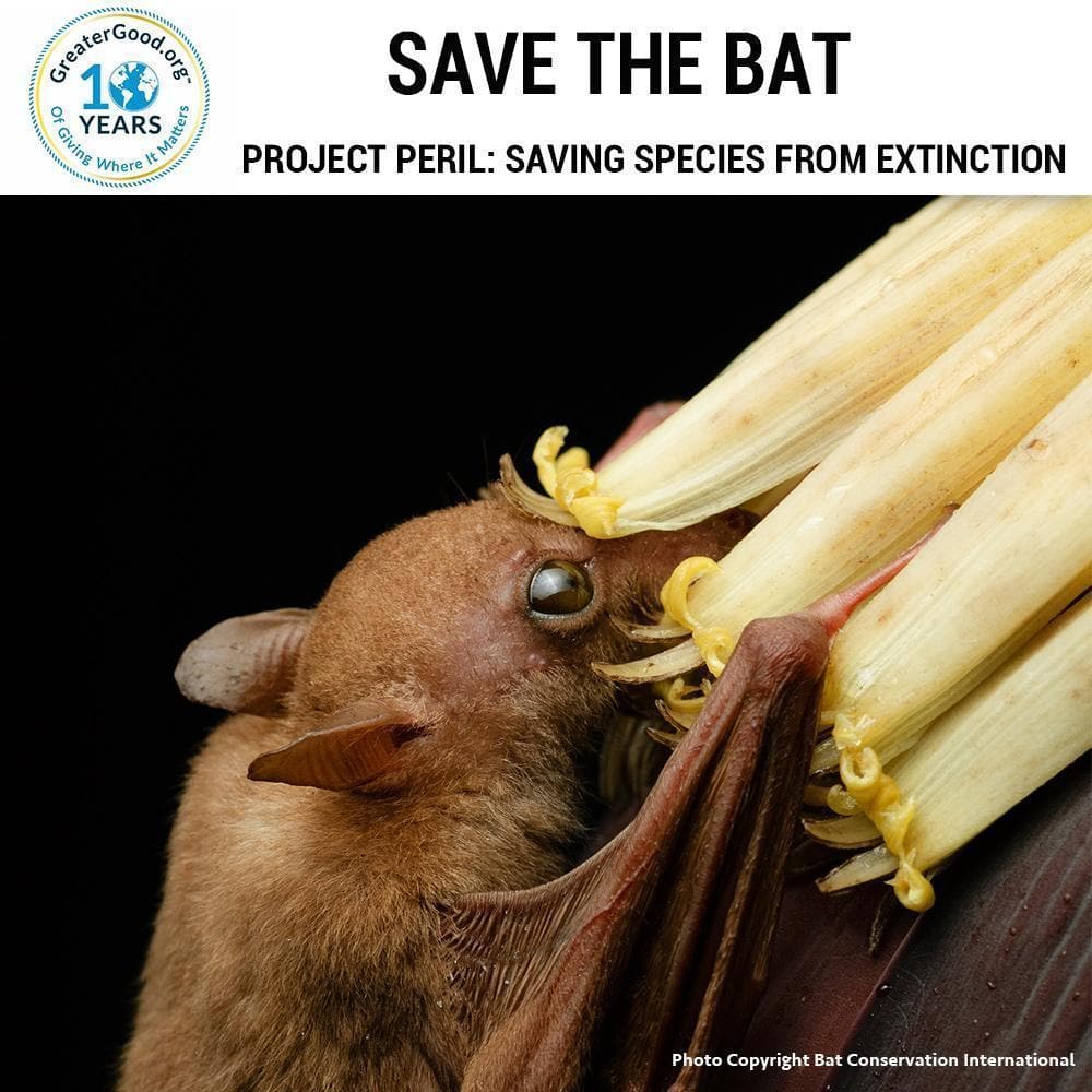 Donation - Project Peril: Help Save The Bat