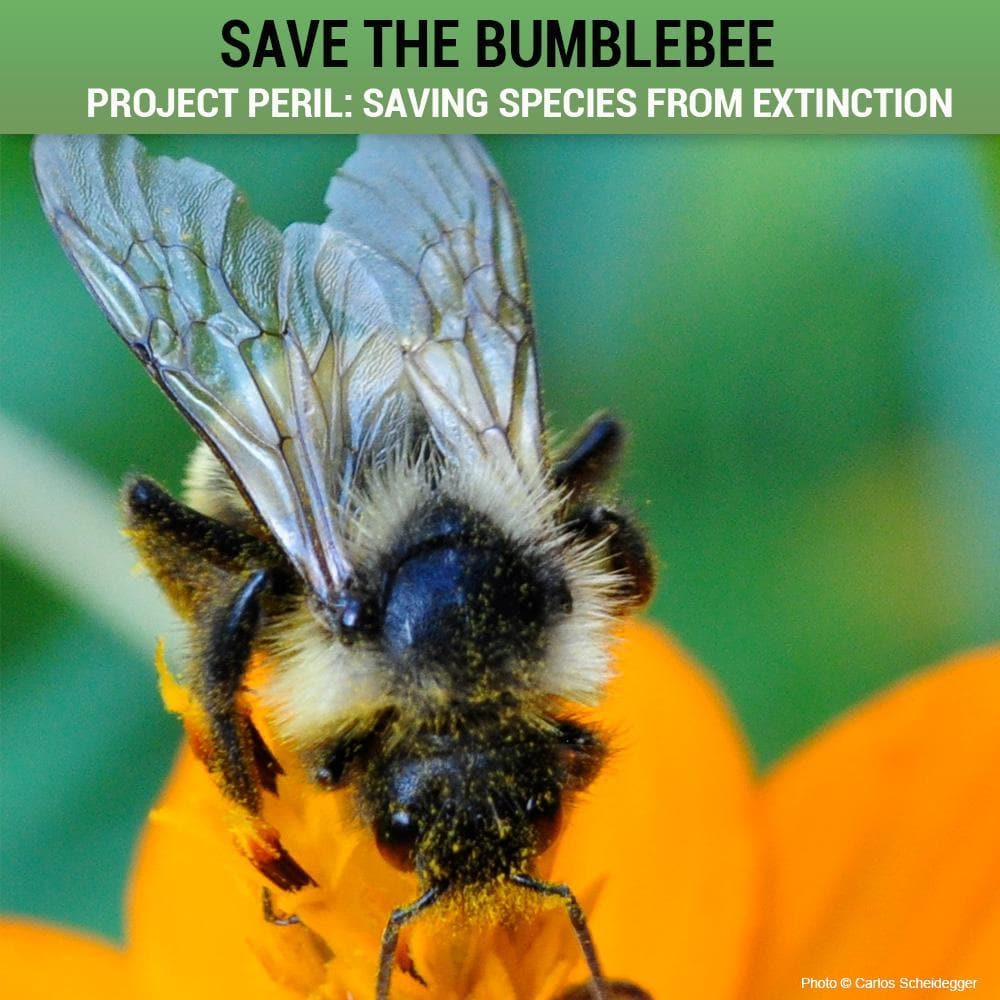 Donation - Project Peril: Help Save The Bumblebee