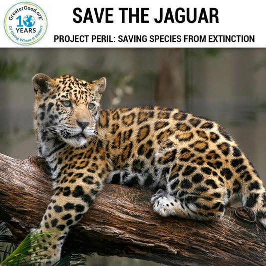 Donation - Project Peril: Help Save The Jaguar