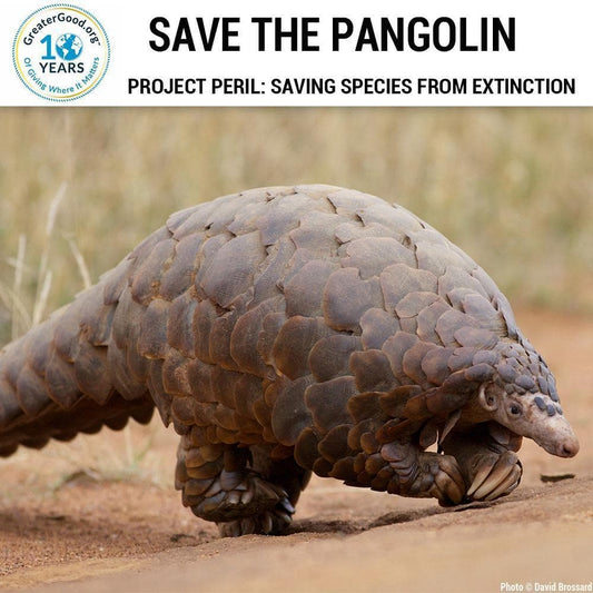 Donation - Project Peril: Help Save The Pangolin