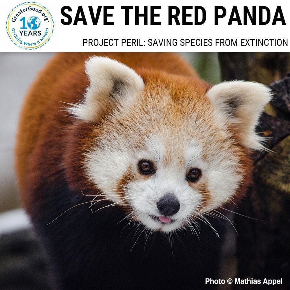 Donation - Project Peril: Help Save The Red Panda