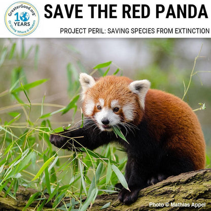 Donation - Project Peril: Help Save The Red Panda