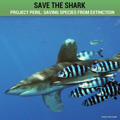 Donation - Project Peril: Help Save The Shark