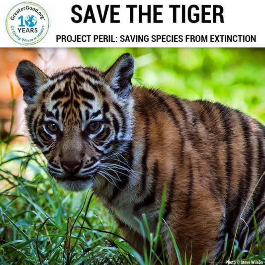 Donation - Project Peril: Help Save The Tiger