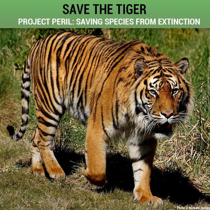 Donation - Project Peril: Help Save The Tiger