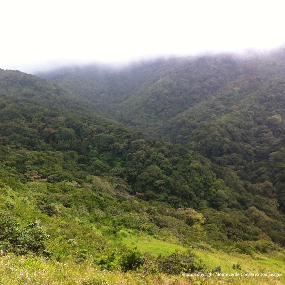 Donation - Protect Critical Costa Rican Rainforest