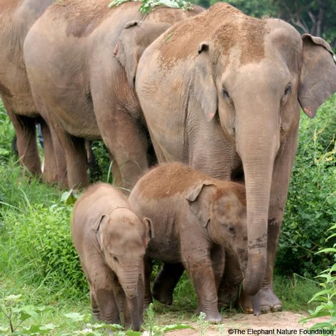 Donation - Protect & Feed Thailand's Elephants