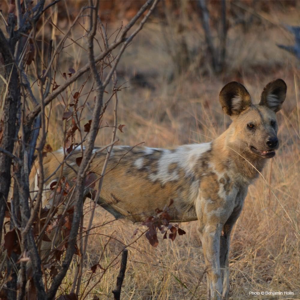 Donation - Protect Zimbabwe's African Wild Dogs