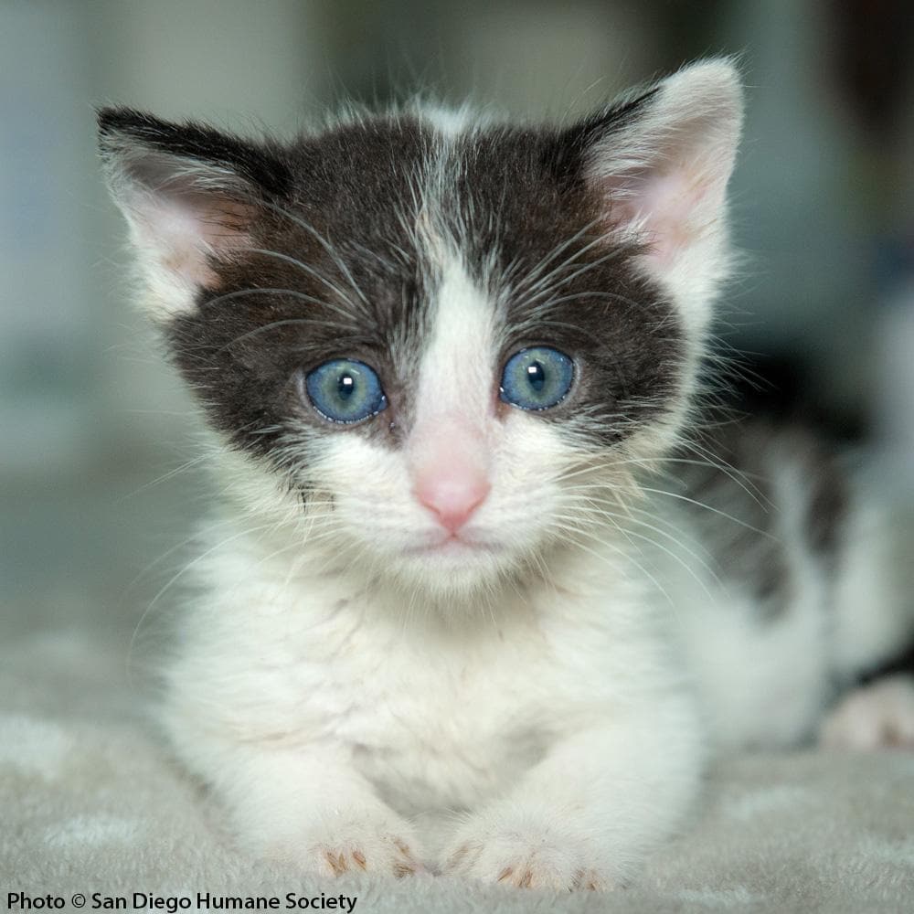 Donation - Provide Care For Orphaned Kittens