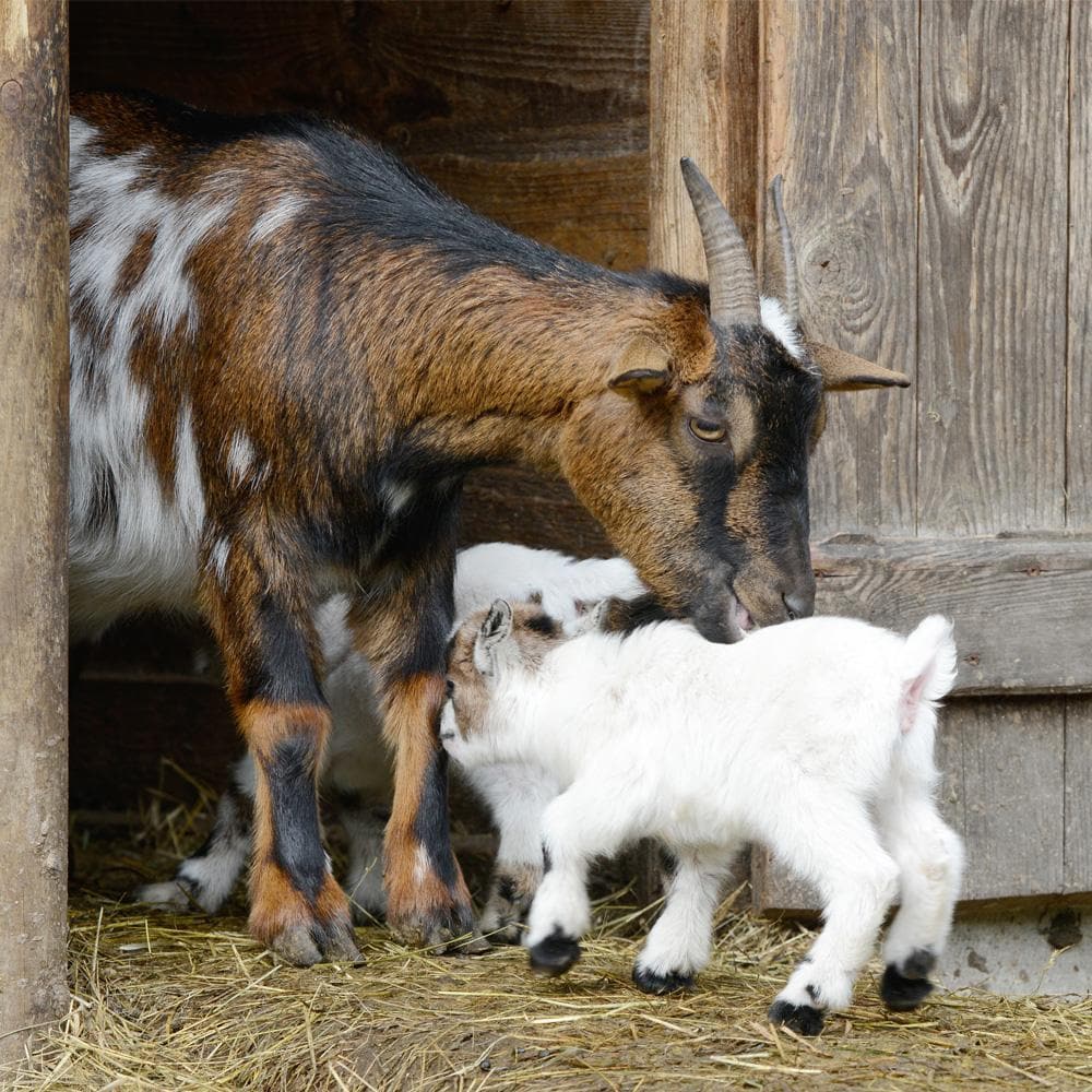 Donation - Provide Goats For Malnourished Haitian Schoolchildren