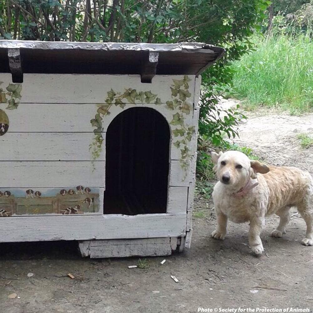 Donation - Provide Street Houses For Abandoned Dogs & Cats