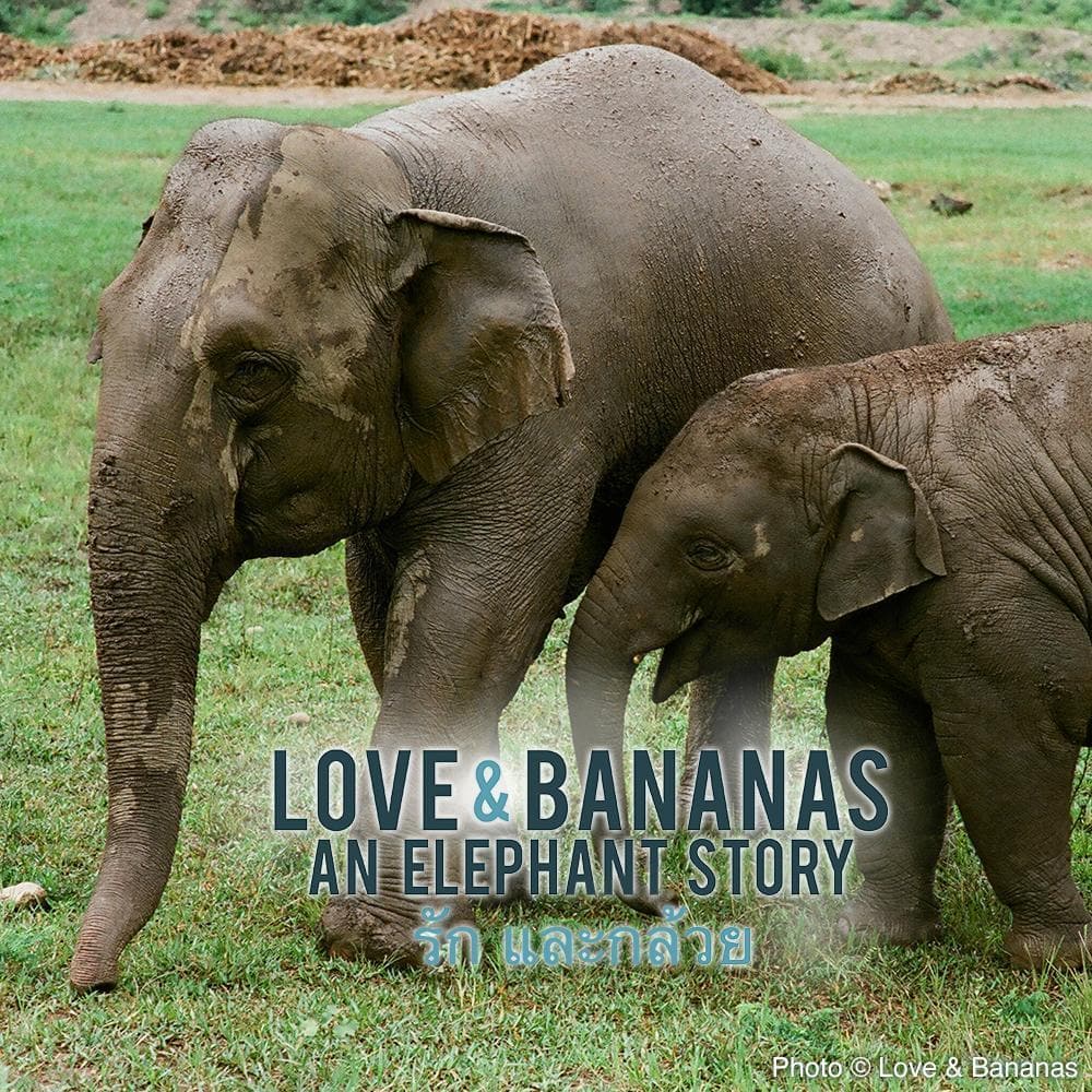 Donation - Rescue & Protect Asian Elephants