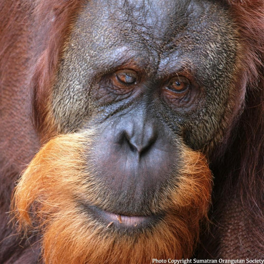 Donation - Rescue Sumatran Orangutans