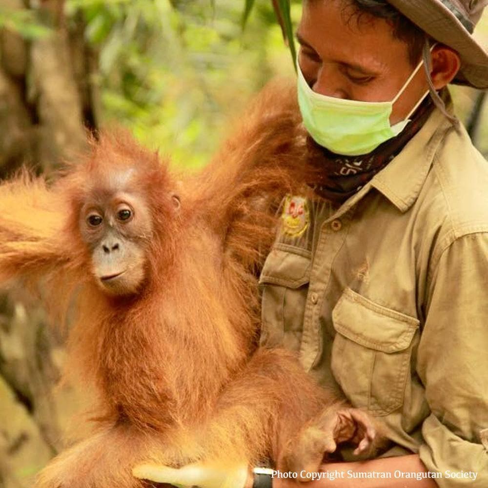 Donation - Rescue Sumatran Orangutans