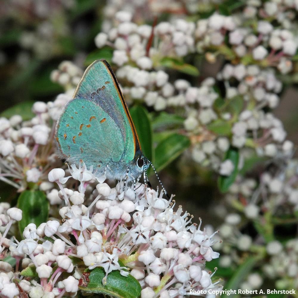 Donation - Restore Pollinator Habitat Destroyed By Wildfires