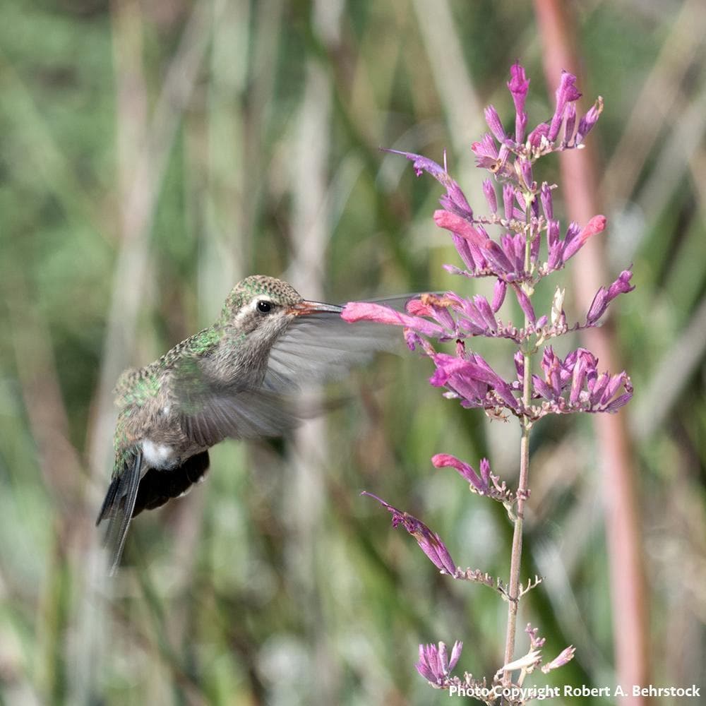 Donation - Restore Pollinator Habitat Destroyed By Wildfires