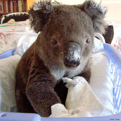 Donation - Save Koalas Injured In Bushfires