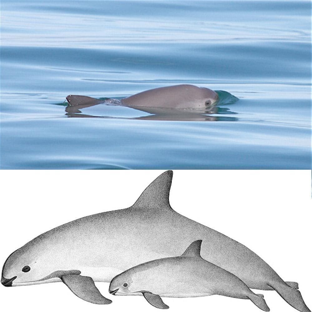 Donation - Save The Critically Endangered Vaquita