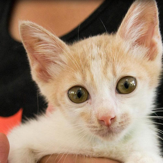 Donation - Save The Sick, Injured And Homeless Cats Of Thailand