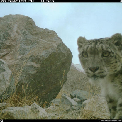 Donation - Save The Snow Leopard