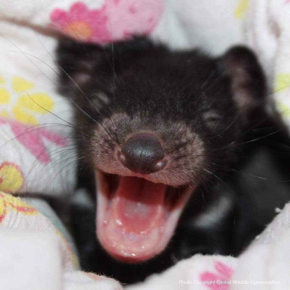 Donation - Save The Tasmanian Devil From Extinction