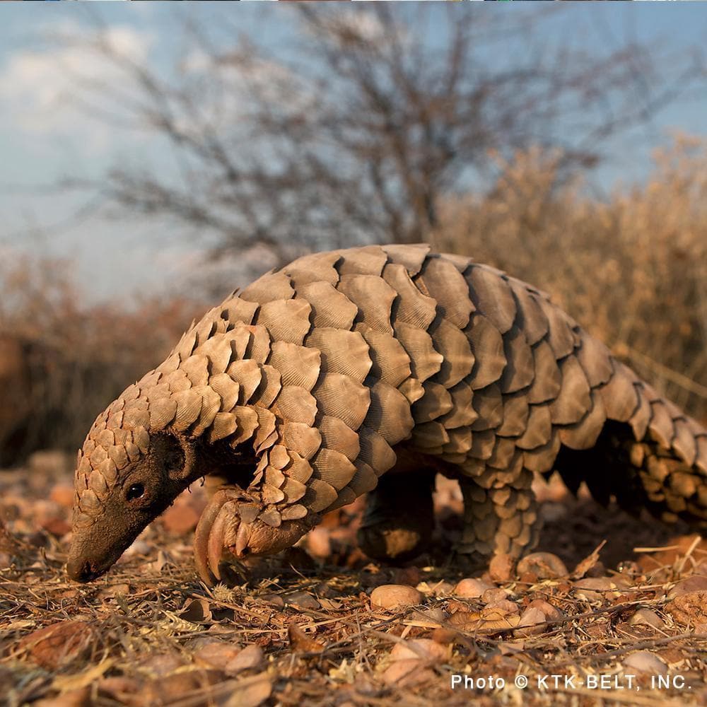 Donation - Save Two Species Of Endangered Pangolins In Nepal