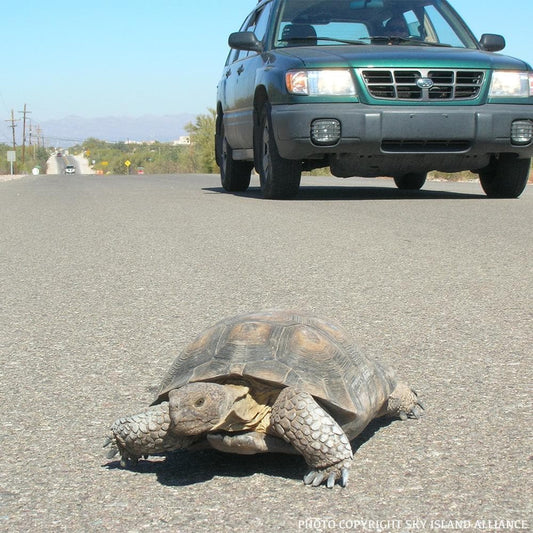 Donation - Save Wildlife - Stop Roadkill!