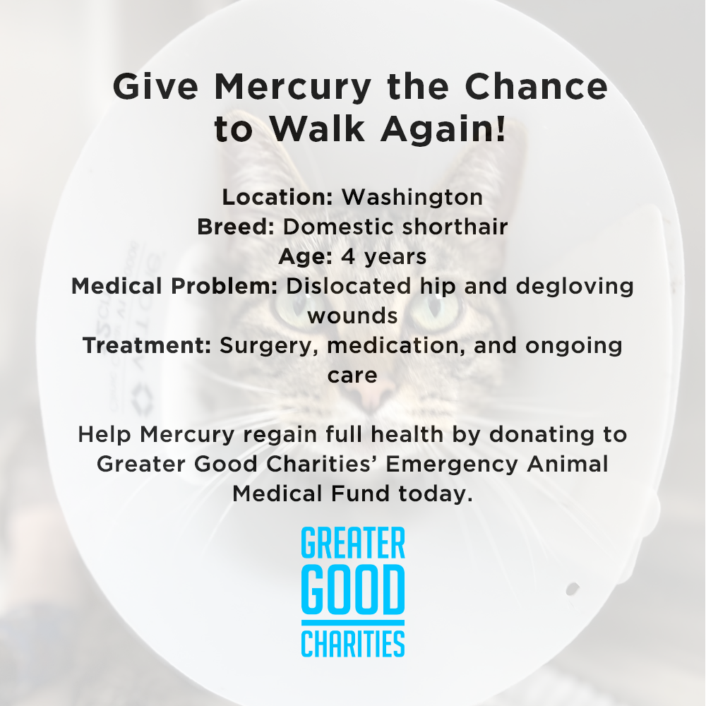 Funded - Give Mercury the Chance to Walk Again - $5 Level